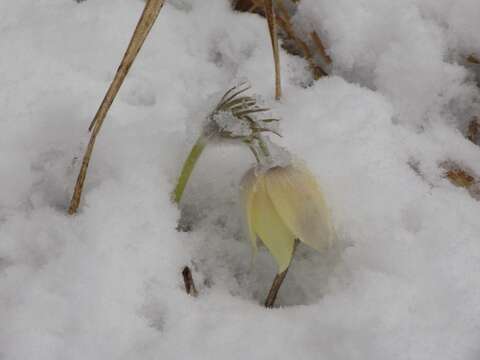 Image of eastern pasqueflower