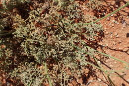 Image of Hermannia paucifolia Turcz.