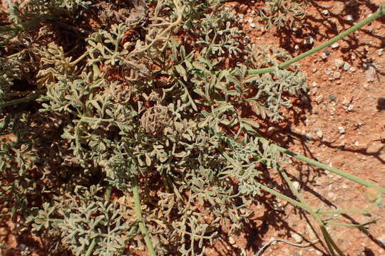 Image of Hermannia paucifolia Turcz.