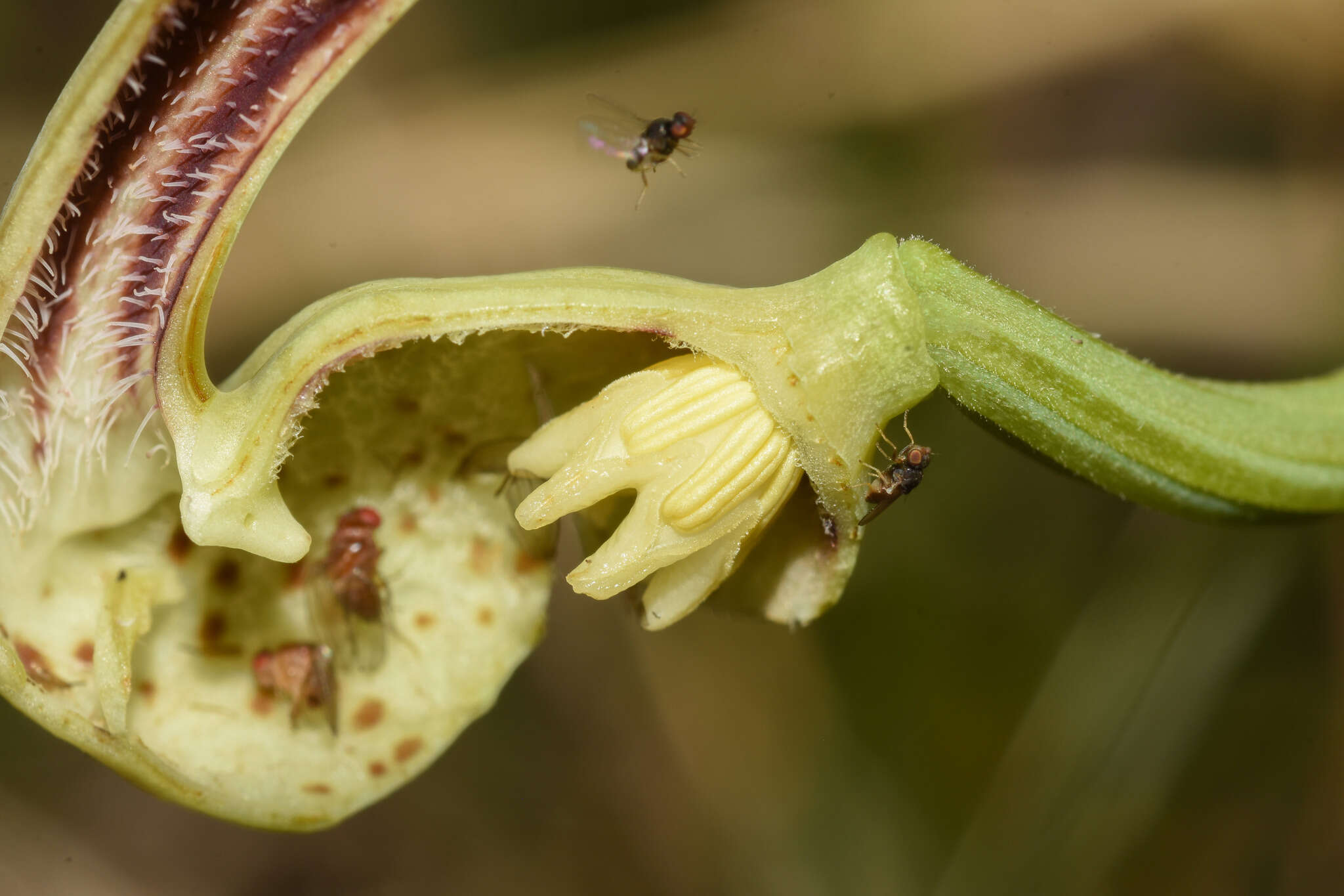 Image of Aristolochia fimbriata Cham.