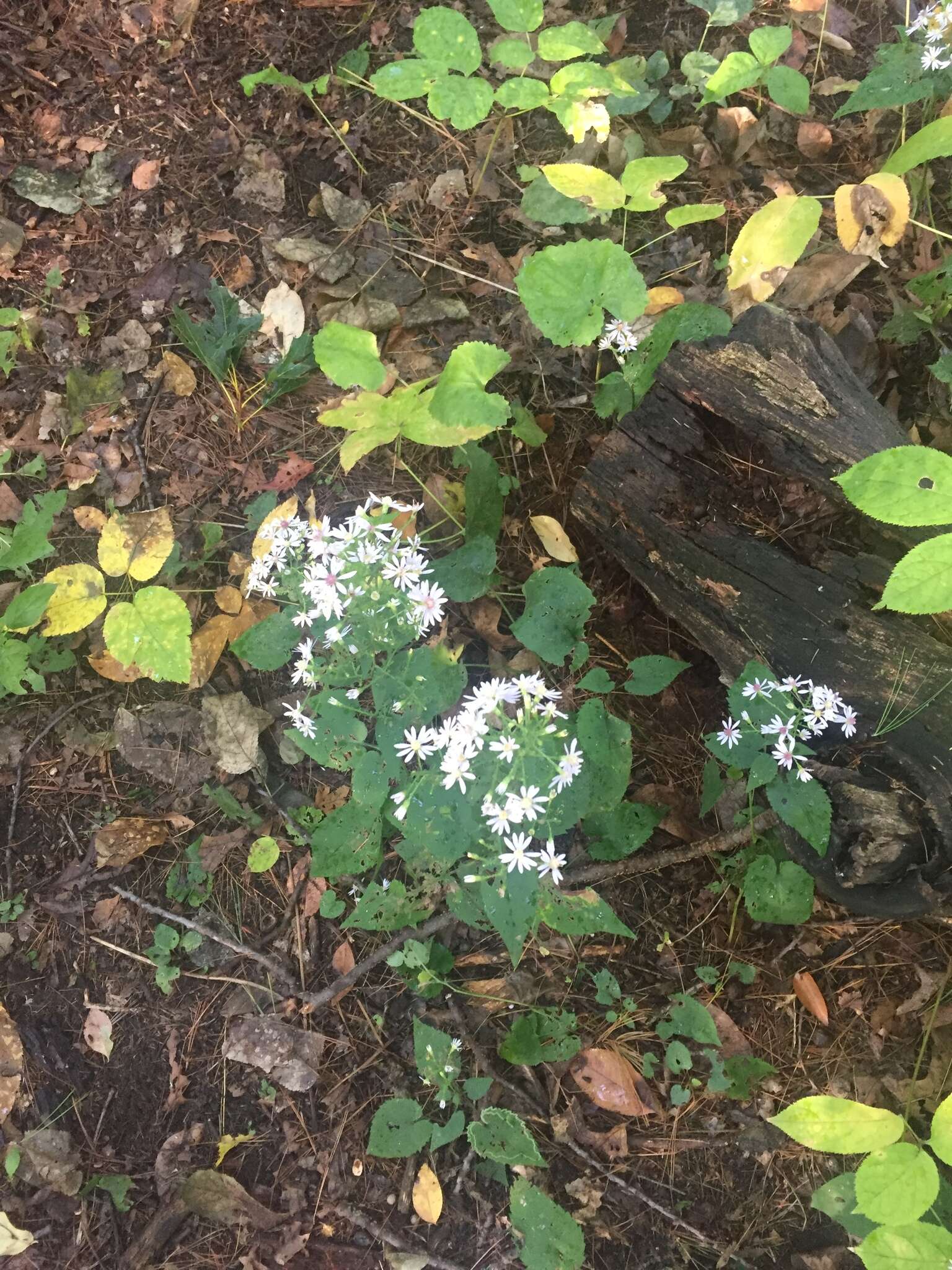 Image of white panicle aster