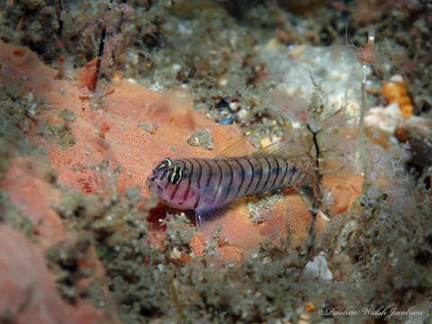 Tigrigobius macrodon (Beebe & Tee-Van 1928) resmi