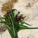 Image of Ferraria foliosa G. J. Lewis