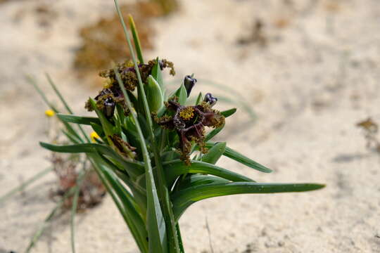 Image of Ferraria foliosa G. J. Lewis