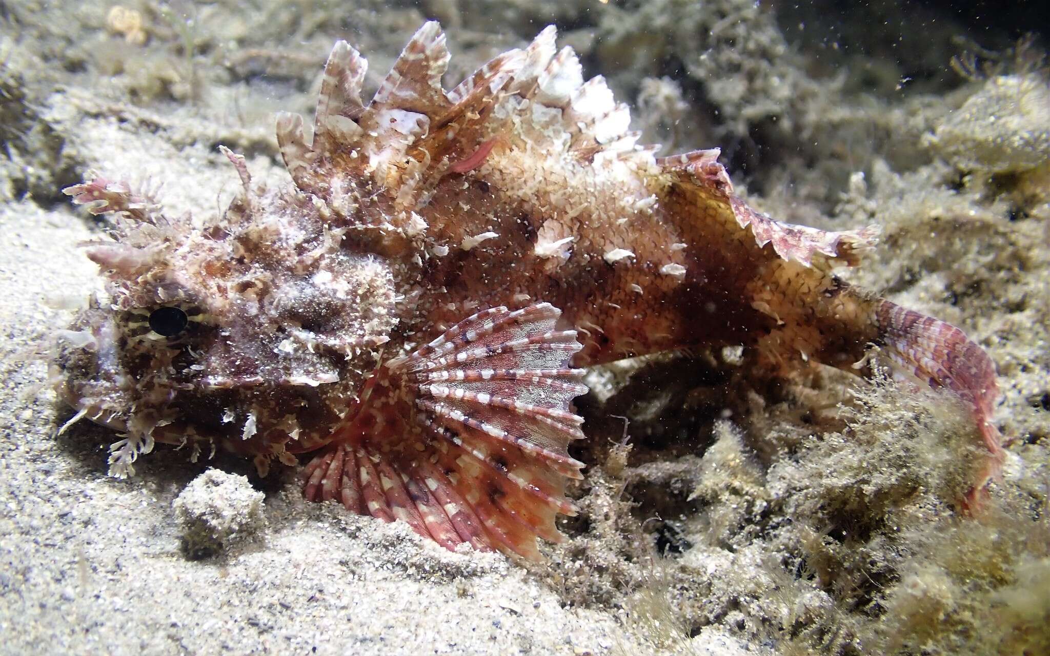 Image of Raggy scorpionfish