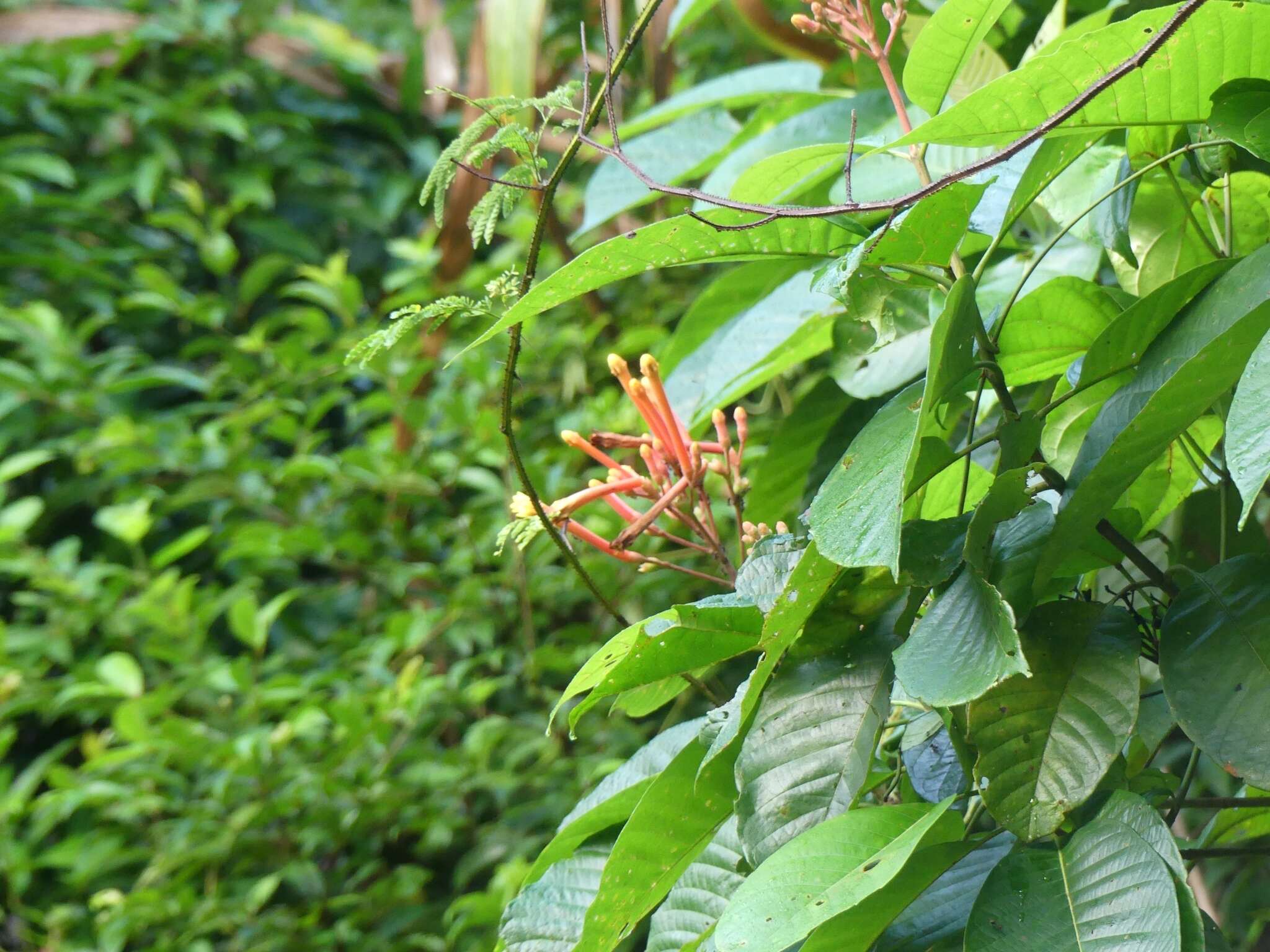 Image of Isertia coccinea (Aubl.) J. F. Gmel.