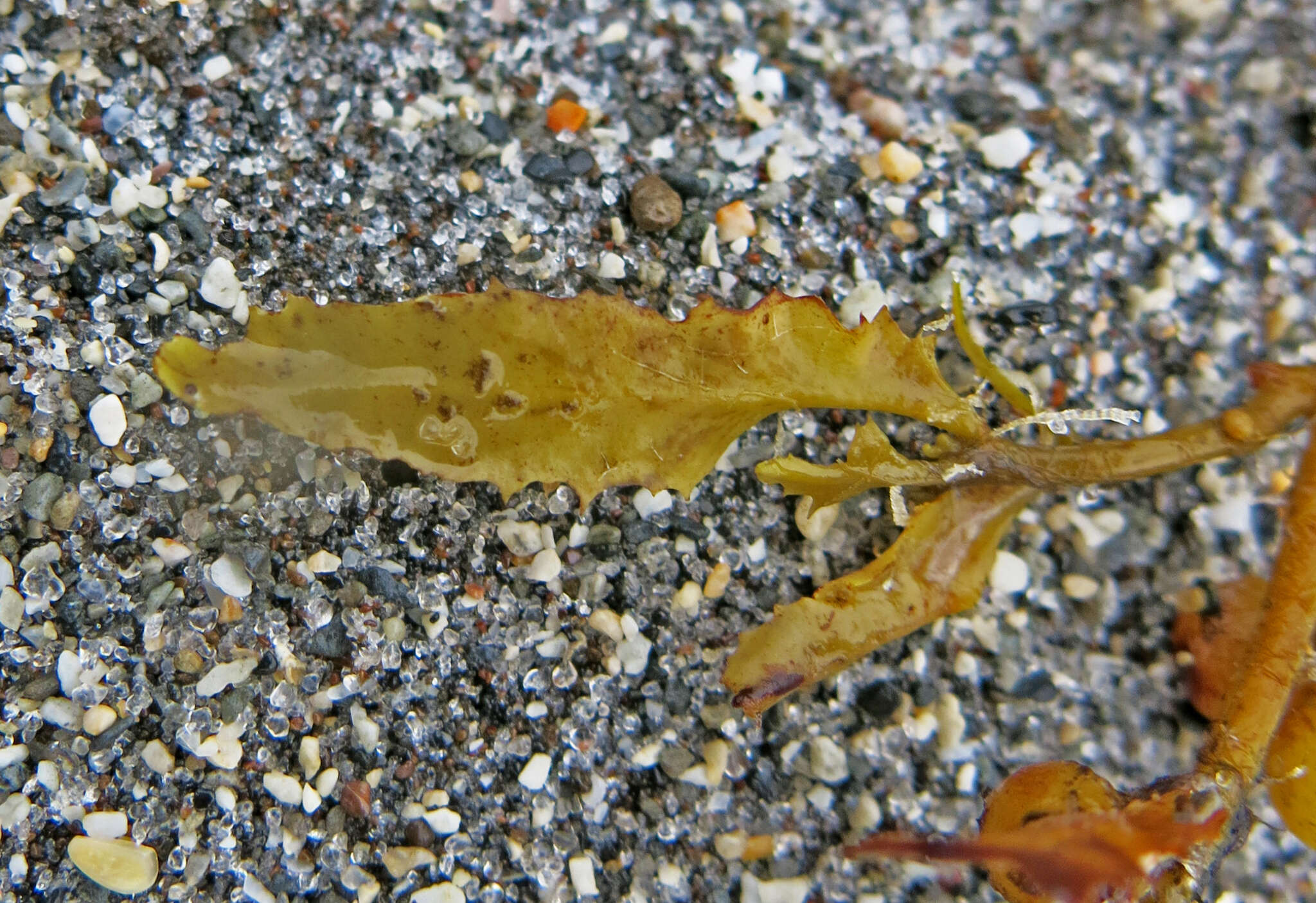 Image of Sargassum fluitans