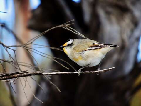 Sivun Pardalotus striatus striatus (Gmelin & JF 1789) kuva