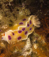 Image of Ceratosoma ingozi Gosliner 1996