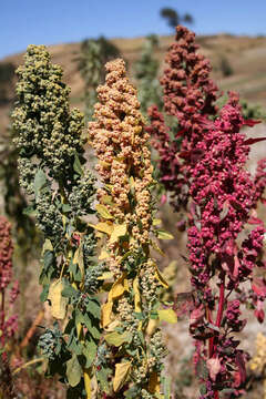 Image of quinoa