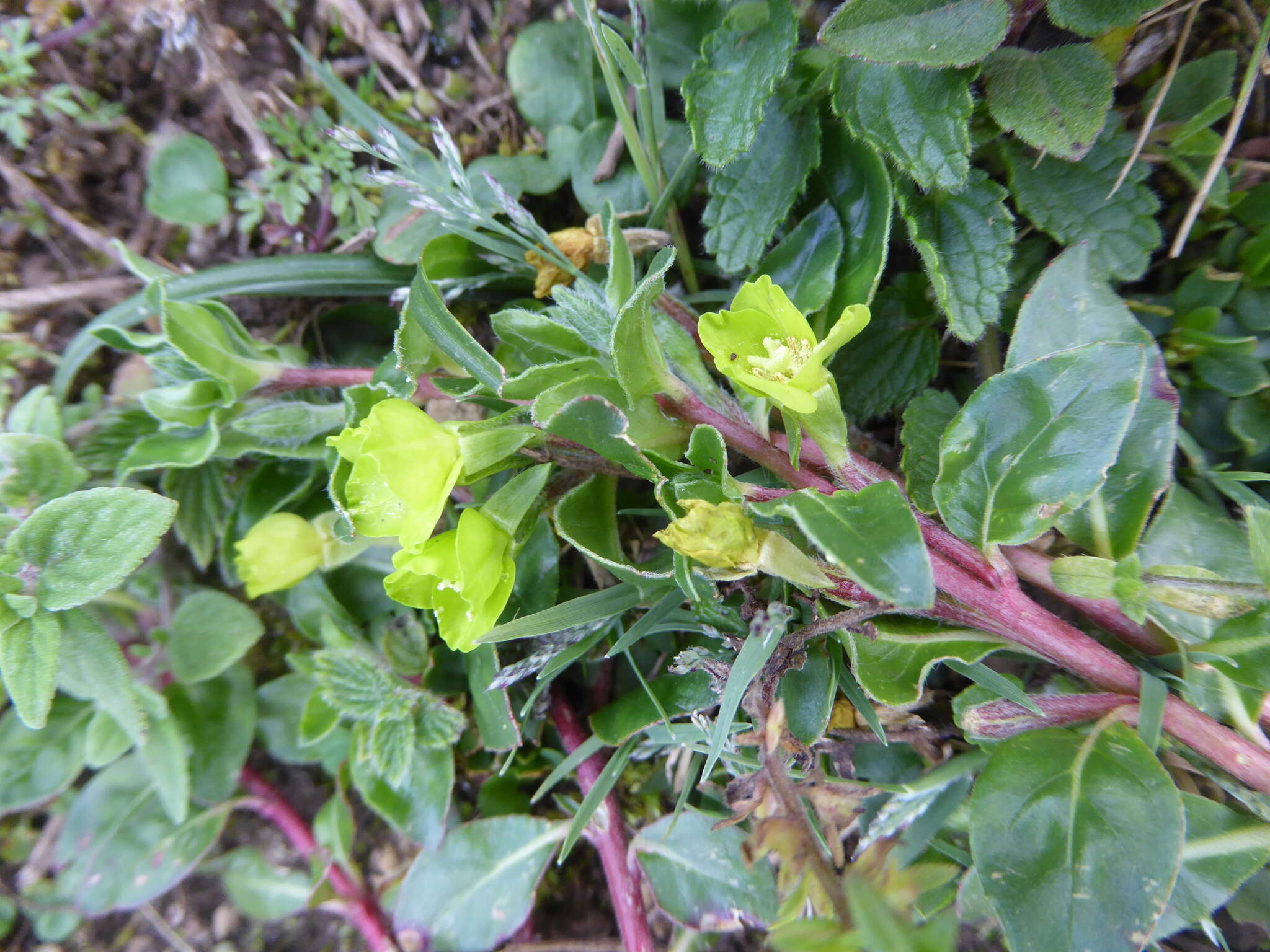 Sivun Oenothera multicaulis Ruiz & Pav. kuva