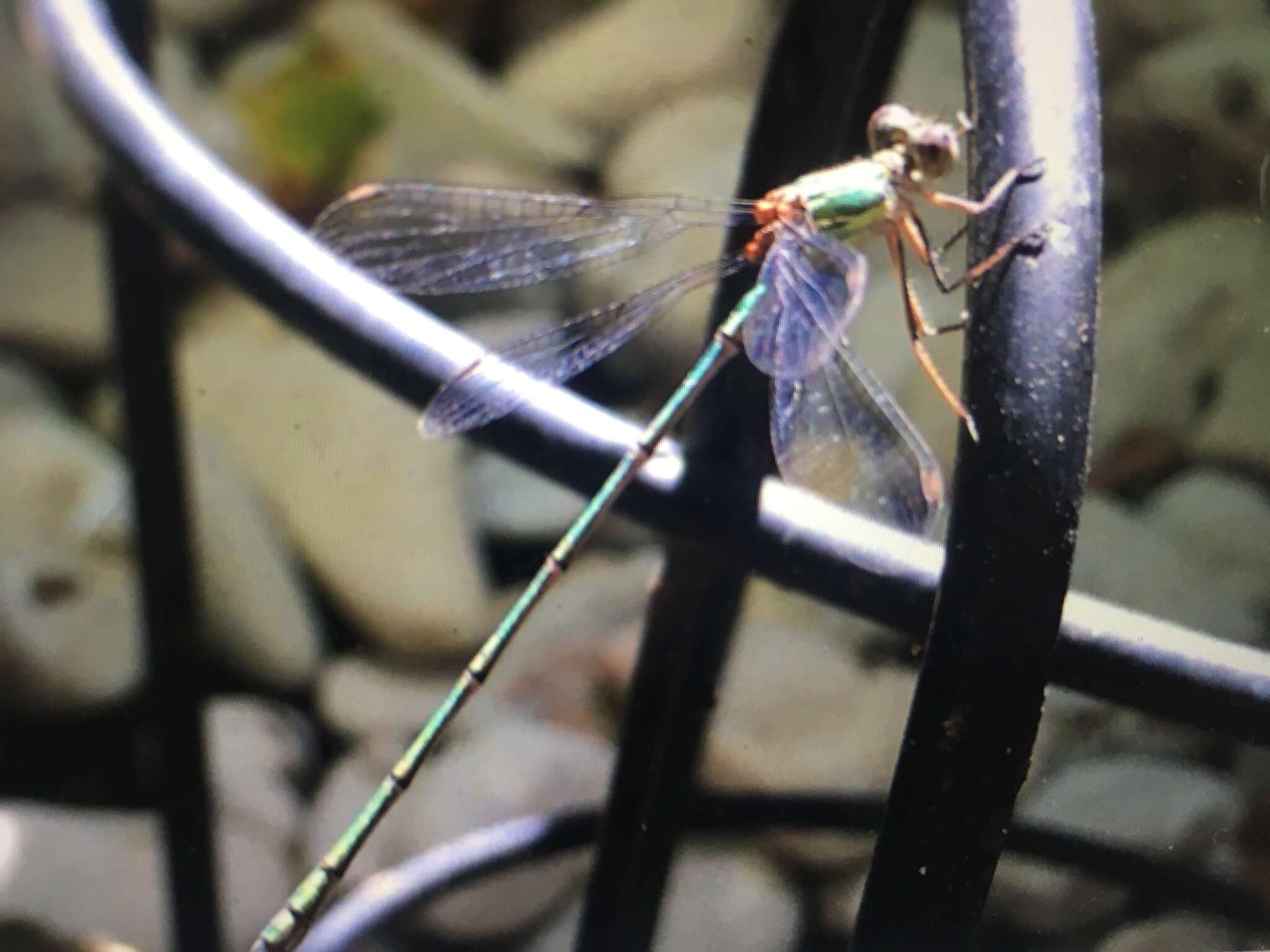 Image of Eastern Willow Spreadwing