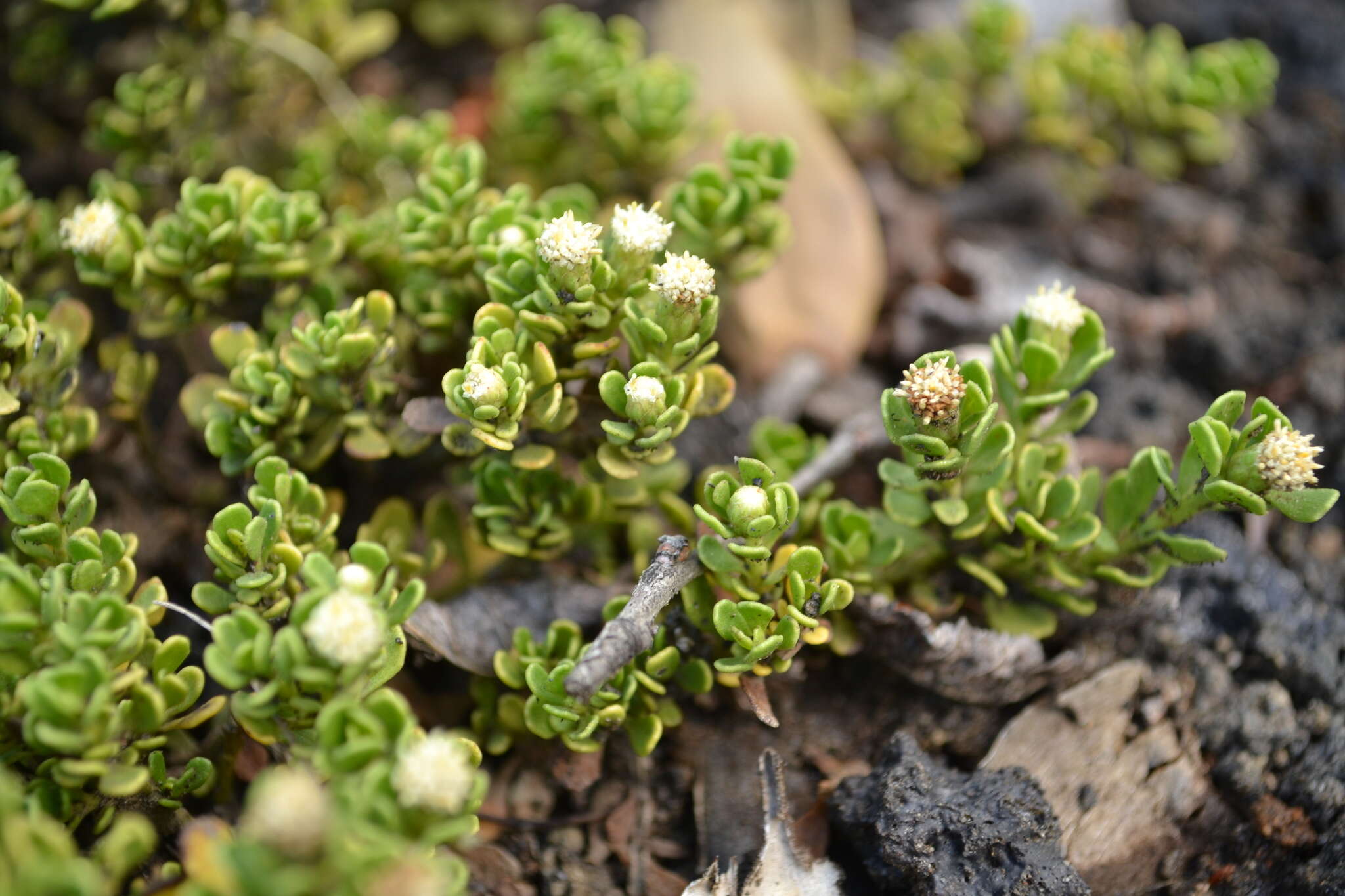 Image of Baccharis magellanica (Lam.) Pers.