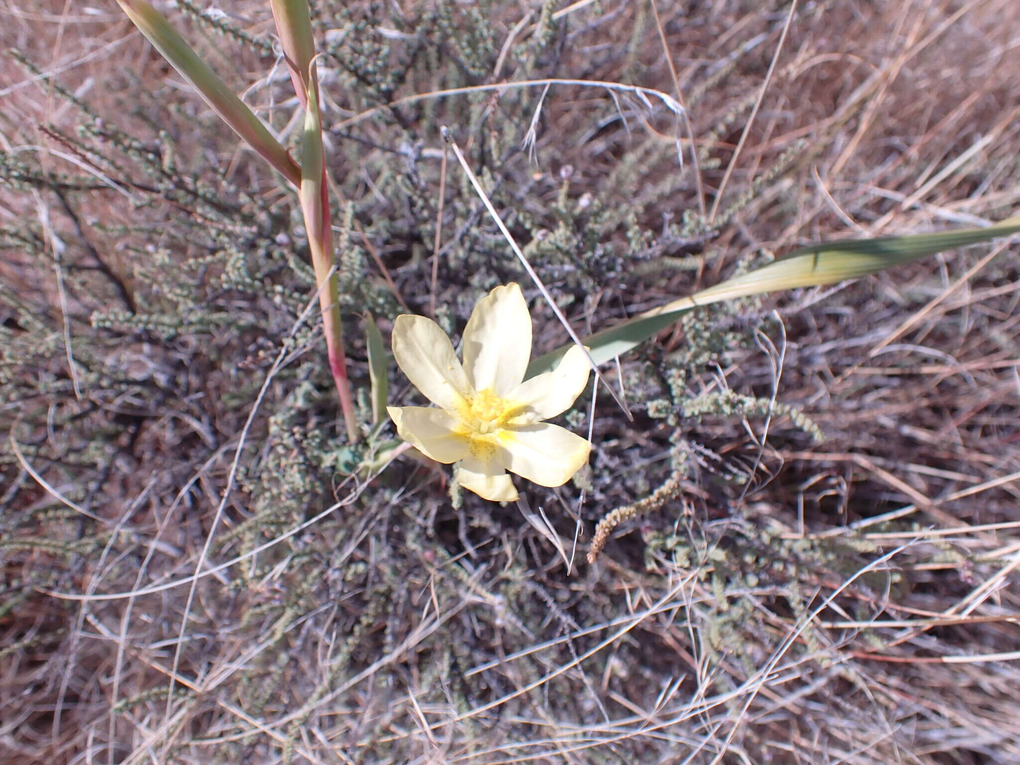 Image of yelow tulip