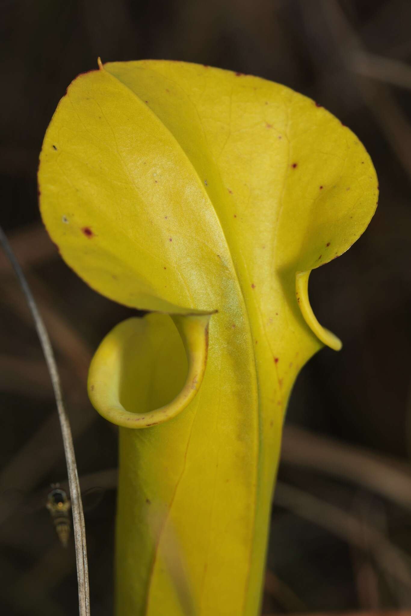 Image of Sarracenia flava var. rugelii (Shuttlew. ex DC.) Mast.