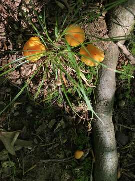 Hygrocybe chlorophana (Fr.) Wünsche 1877 resmi