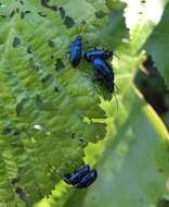 Image of Alder Flea Beetle