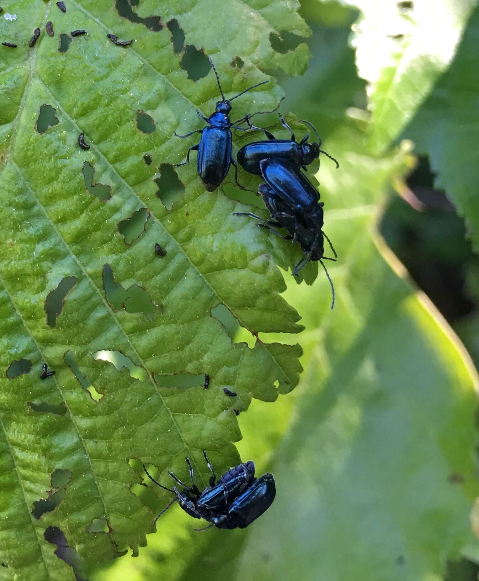 Image of Alder Flea Beetle