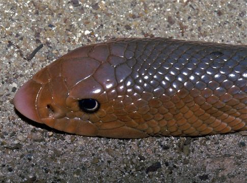 Image of African Shovel-nosed Snake