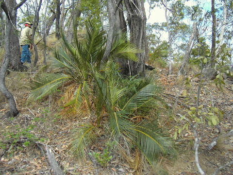 Image of Macrozamia macleayi Miq.