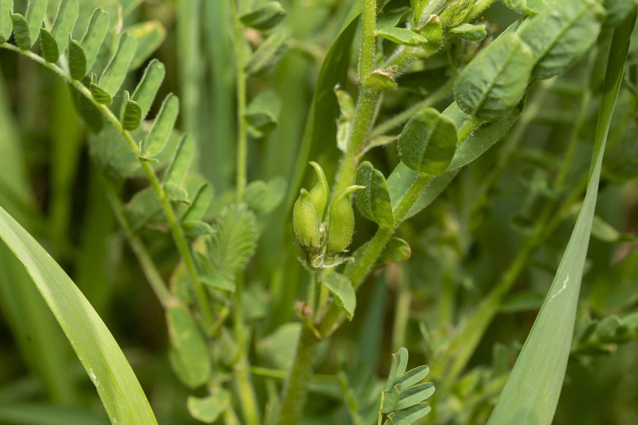 Image of Yellow Milk-vetch