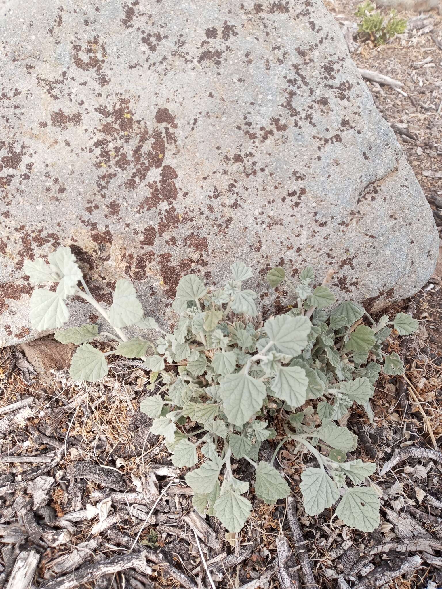 Слика од Sphaeralcea obtusiloba (Hook.) G. Don