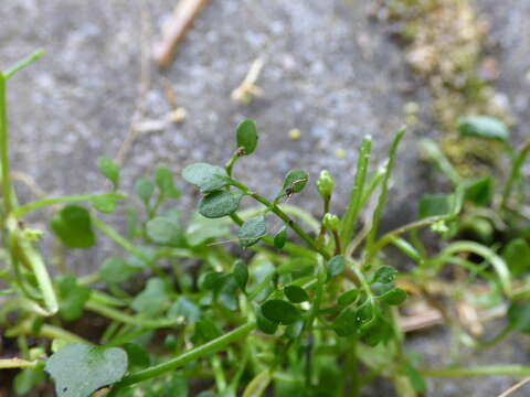 Image of Cardamine corymbosa Hook. fil.