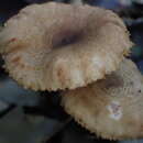 صورة Lactarius gracilis Hongo 1957