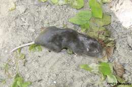 Image of pocket gopher