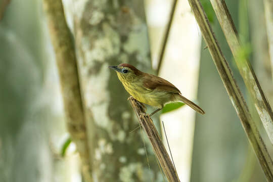 Sivun Mixornis gularis gularis (Horsfield 1822) kuva