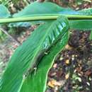 Image of Green Tree Skink