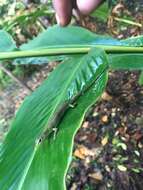 Image of Green Tree Skink