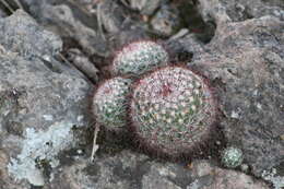 Mammillaria jaliscana subsp. jaliscana的圖片