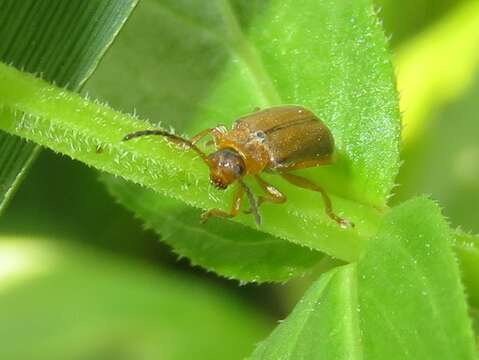 Image of <i>Galerucella pusilla</i>