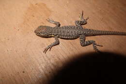 Image of Tschudi's Pacific Iguana