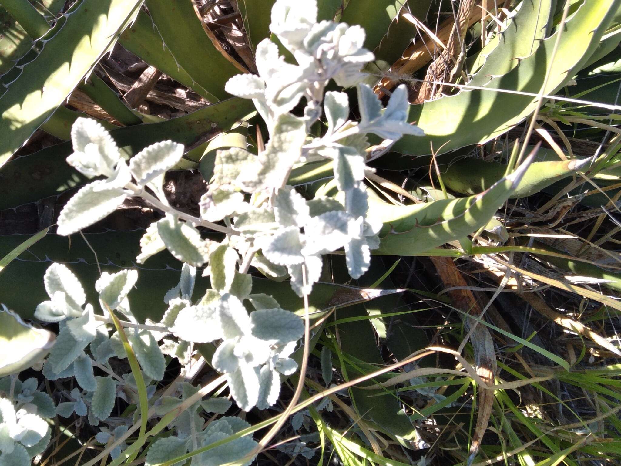 Image de Buddleja marrubiifolia Benth.