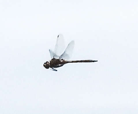 Image of Florida Baskettail