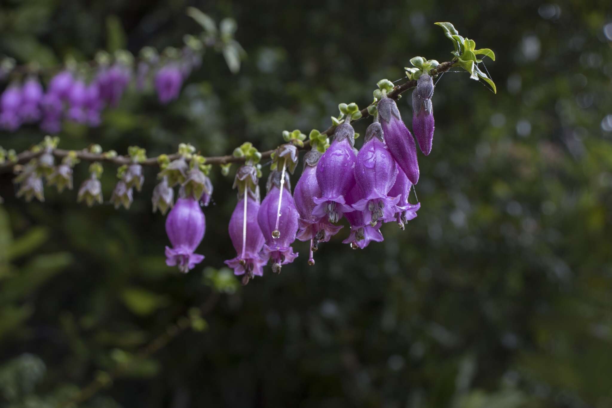 Image of Latua pubiflora (Griseb.) Baill.