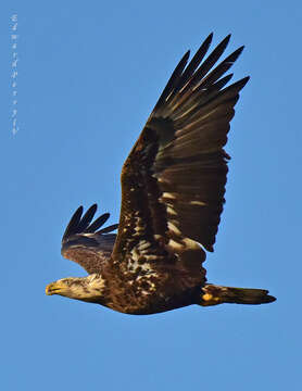 Image de Haliaeetus leucocephalus leucocephalus (Linnaeus 1766)