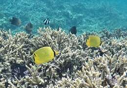 Image of Latticed Butterflyfish