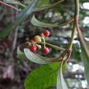 Image of Psychotria polygrammata Bremek.