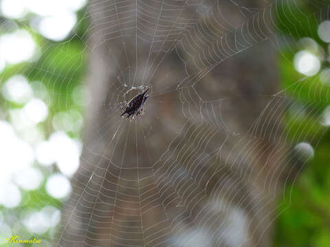 Image of Gasteracantha mengei Keyserling 1864