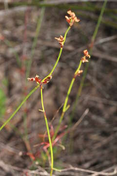 Image of Sporadanthus interruptus (F. Muell.) B. G. Briggs & L. A. S. Johnson