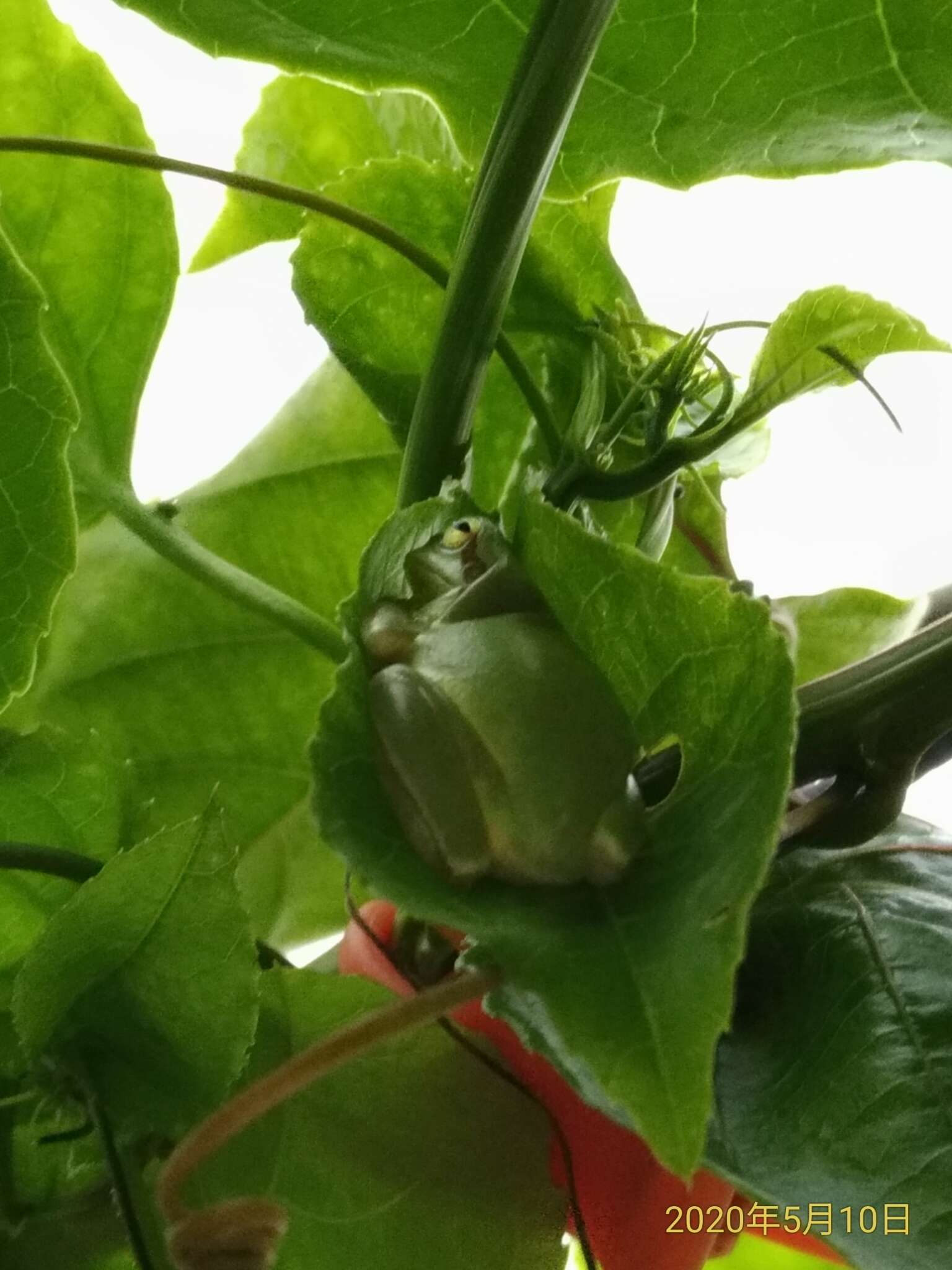 Image of Chinese Tree Toad