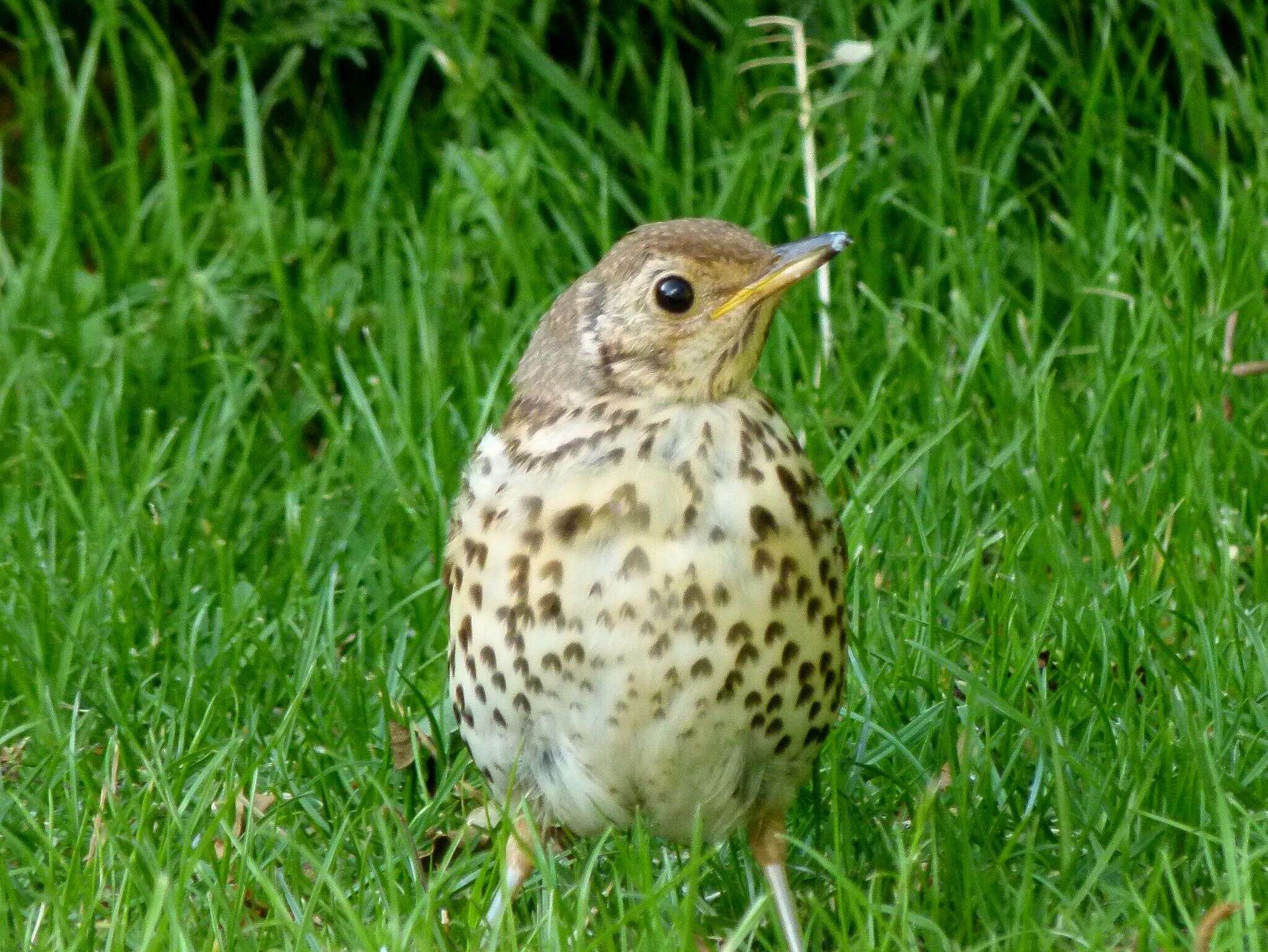 Image of Song Thrush