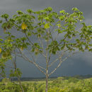 Image of Yagrumo Hembra, Trumpet-Tree