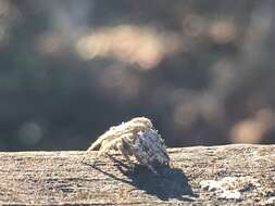 Image of Humpbacked orbweaver