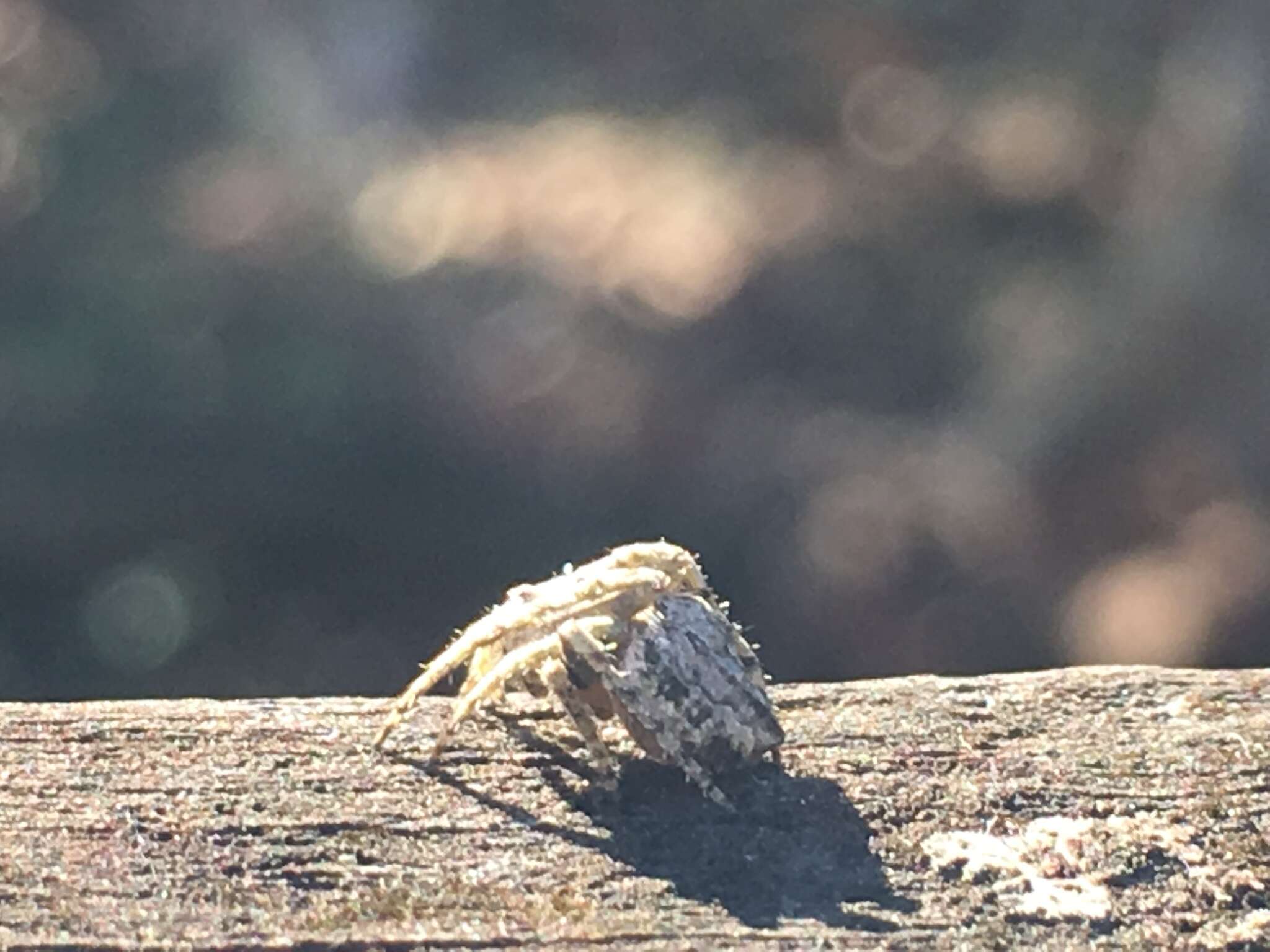 Image of Humpbacked orbweaver