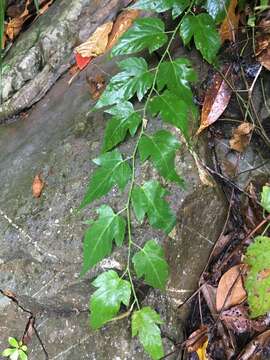 صورة Rubus corchorifolius L. fil.