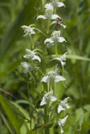 Image of Platanthera densa Freyn